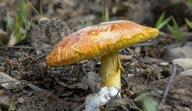 Przysmak godny cesarskiego stołu. Ten muchomor jest jadalny