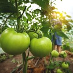 Przyspiesza dojrzewanie uparcie zielonych pomidorów. Doskonały trik ogrodników