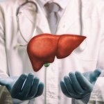 przeszczep Przyszłość transplantologii? Fragment wątroby 3D bez leków immunosupresyjnych