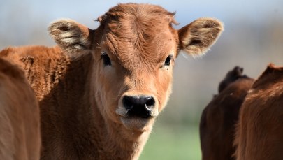 Przytulanie krów zamiast walentynek. Tego chce rząd Indii