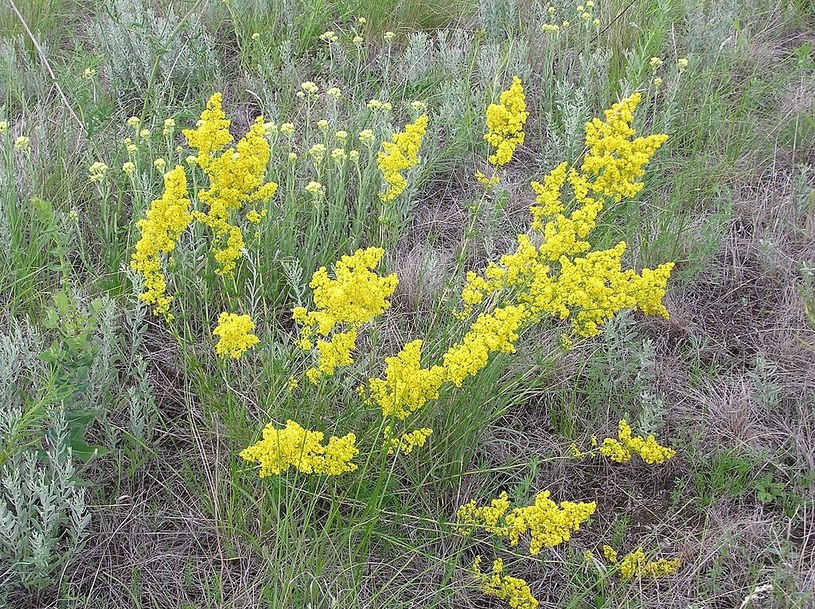 Przytulia właściwa kwitnie obficie pięknymi pióropuszowymi kwiatostanami w kolorze żółtym /źródło Wikimedia /