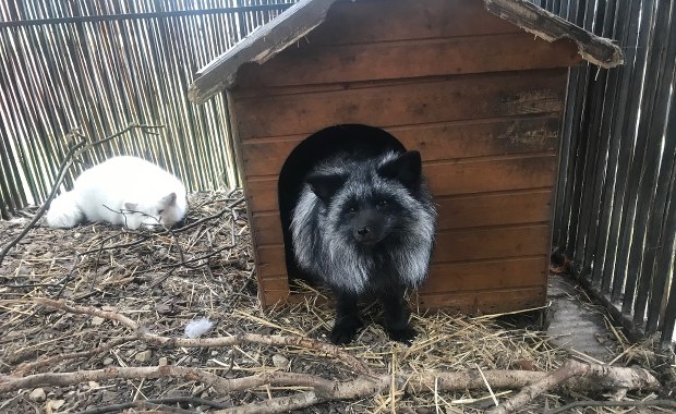 Przytulisko dla zwierząt w Ćwiklicach ma pół tysiąca podopiecznych. Potrzebują pomocy