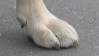 Przywiązał psa do grzejnika, bo pogryzł mu buty