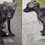 Przywiązała psa do płotu i zostawiła bez jedzenia. Znalazła wytłumaczenie