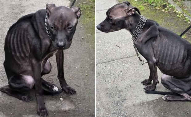 Przywiązała psa do płotu i zostawiła bez jedzenia. Znalazła wytłumaczenie