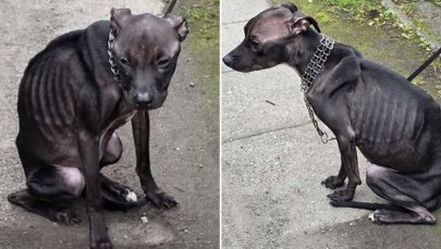 Przywiązała psa do płotu i zostawiła bez jedzenia. Znalazła wytłumaczenie