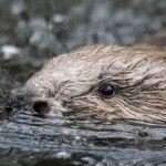 Przywrócili naturze bobry. Oszczędności idą w miliony