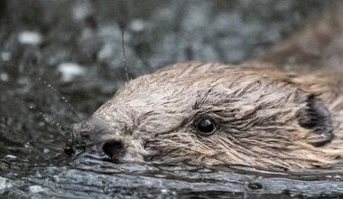 Przywrócili naturze bobry. Oszczędności idą w miliony