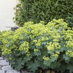 Przywrotnik pospolity: Naturalny lek na kobiece dolegliwości