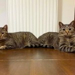 Przyznają właścicielom po 500 zł na zwierzę. Właśnie się zaczęło