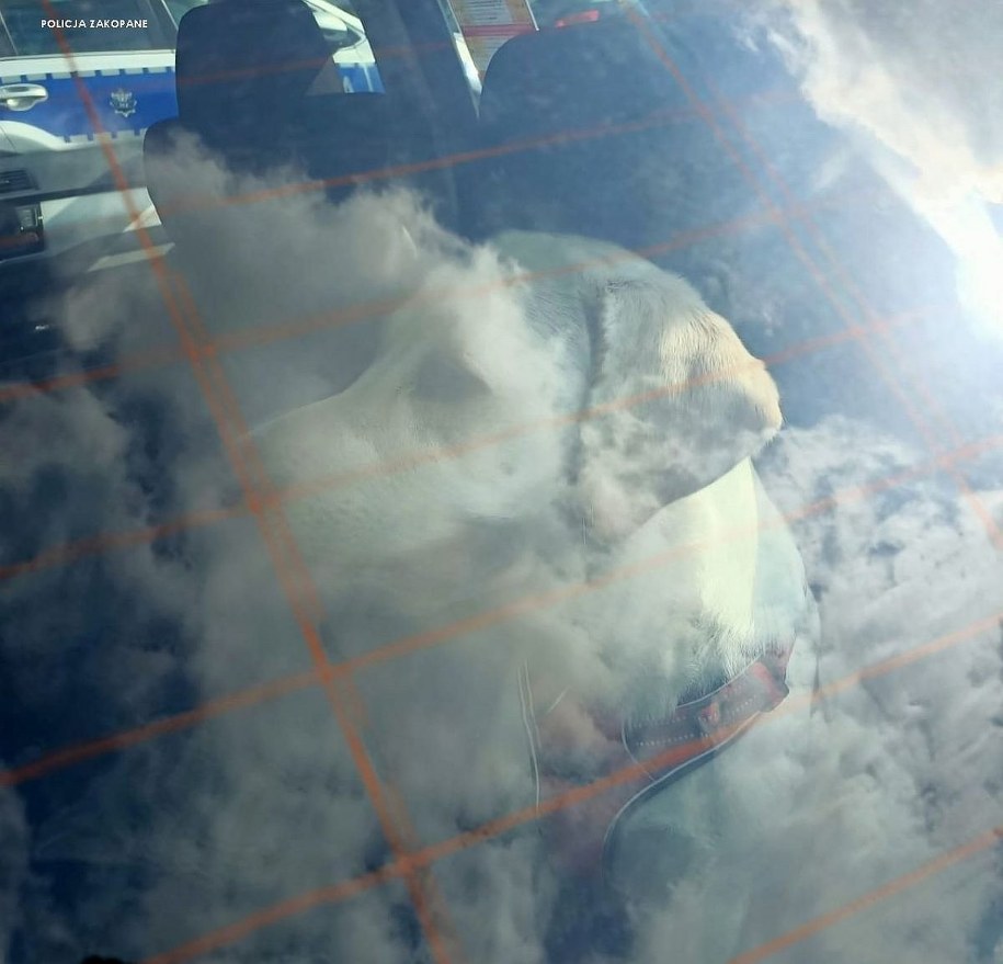 Psa uratowali policjanci /Policja Zakopane /