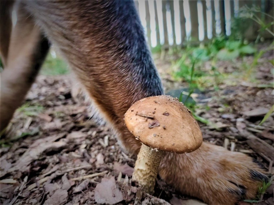 Psi grzyb /Joanna Śliwa /RMF24