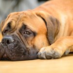 Psi koszmar pod Białymstokiem. Zwierzaki brodziły we własnych odchodach