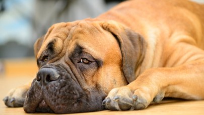 Psi koszmar pod Białymstokiem. Zwierzaki brodziły we własnych odchodach