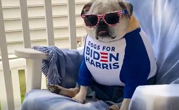 Psi spot w kampanii Joe Bidena [ZOBACZ]