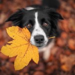 Psia krew pomoże zrozumieć ludzki proces starzenia?