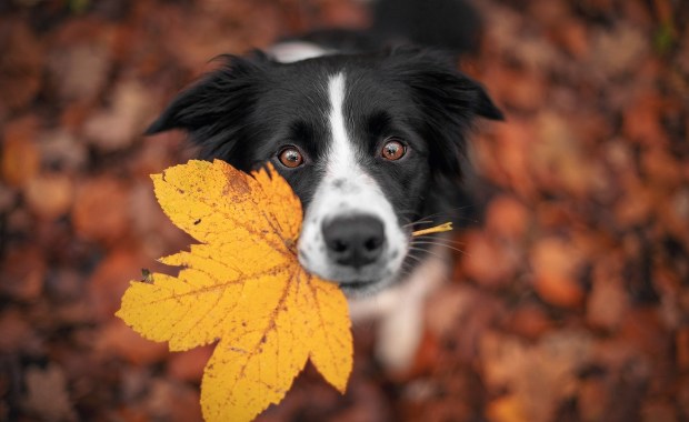 Psia krew pomoże zrozumieć ludzki proces starzenia?