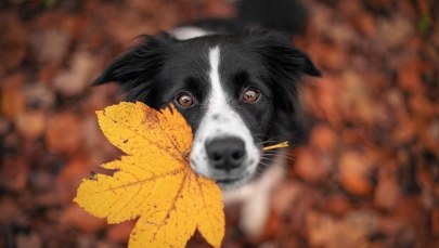 Psia krew pomoże zrozumieć ludzki proces starzenia?