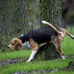 Psie odchody i mocz szkodzą bioróżnorodności