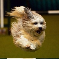 Psie piękności zjechały z całego świata na wystawę