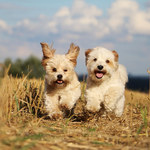 Psie wybiegi – raj czy piekło dla właścicieli? 