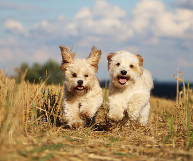 Psie wybiegi – raj czy piekło dla właścicieli? 