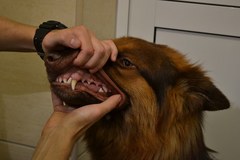 Psie zęby na medal