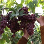 PSL chce "bezpiecznika" dla branży winiarskiej przed ustawami antyalkoholowymi 