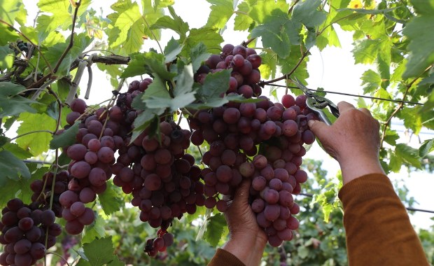 PSL chce "bezpiecznika" dla branży winiarskiej przed ustawami antyalkoholowymi 