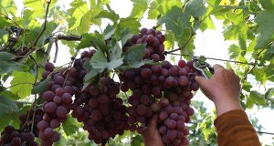 PSL chce "bezpiecznika" dla branży winiarskiej przed ustawami antyalkoholowymi 