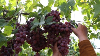 PSL chce "bezpiecznika" dla branży winiarskiej przed ustawami antyalkoholowymi 