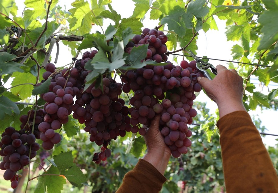 PSL chce zwolnień dla branży winiarskiej /MOHAMED MESSARA /PAP/EPA