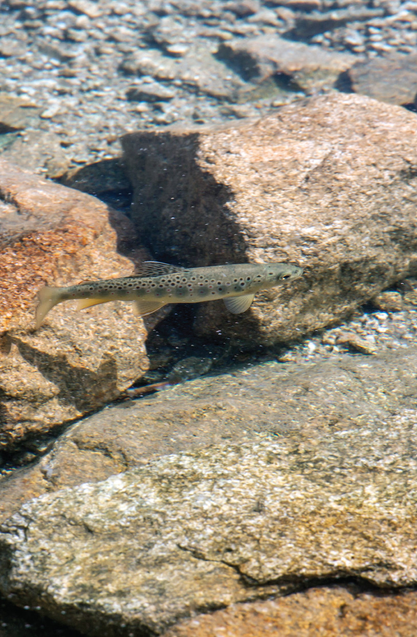 Pstrąg potokowy w Morskim Oku – na bokach wyraźnie widoczne plamy juwenilne (fot. A. Śliwiński) /materiały prasowe