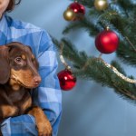 stres Psy bardzo się stresują, gdy słyszą świąteczne hity. Zwłaszcza ten