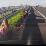 Psy błąkały się przy drodze ekspresowej. Uratowała je policjantka WIDEO