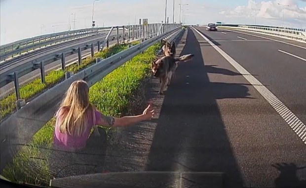 Psy błąkały się przy drodze ekspresowej. Uratowała je policjantka WIDEO
