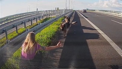 Psy błąkały się przy drodze ekspresowej. Uratowała je policjantka WIDEO