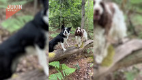 Psy buszują po lesie. Urocze