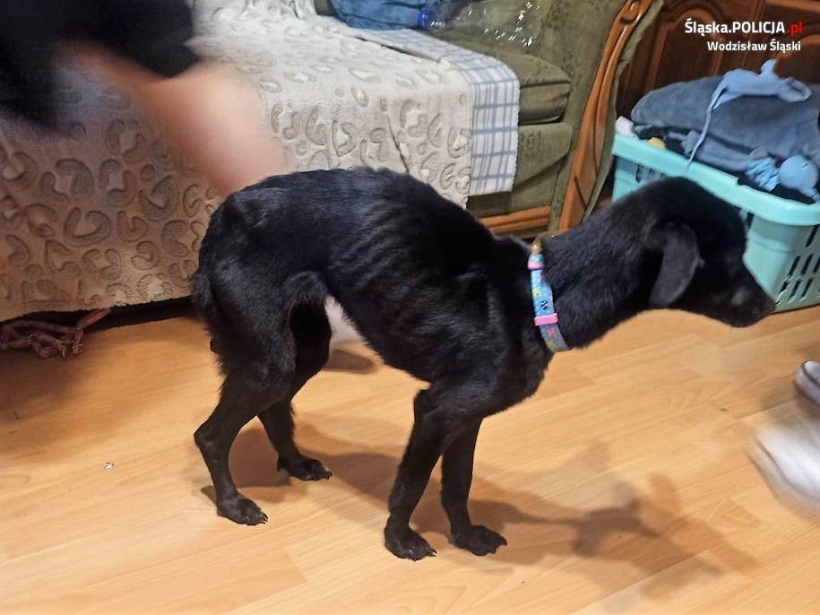 Psy były bardzo zaniedbane /Komenda Powiatowa Policji w Wodzisławiu Śląskim /Materiały prasowe