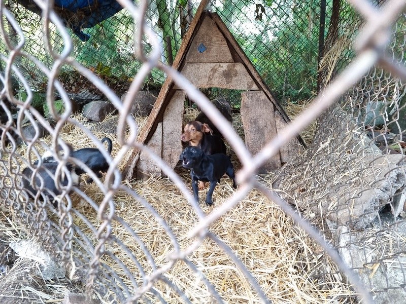 Psy były zamknięte w kojcu /KMP Leszno /Policja