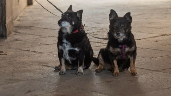 Psy czekające na właściciela przed sklepem narażone są na wiele sytuacji, które nie tylko mogą być dla nich stresujące, ale bezpośrednio zagrażać ich życiu, czy bezpieczeństwu /Andrzej Iwańczuk /Reporter
