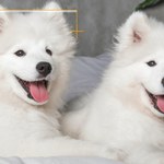 Psy dla alergików. Te rasy mają wyjątkową zaletę