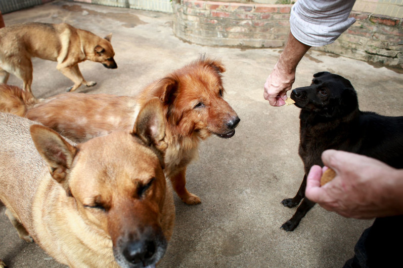Psy dostają wegańską karmę /James Wendlinger/South China Morning Post /Getty Images