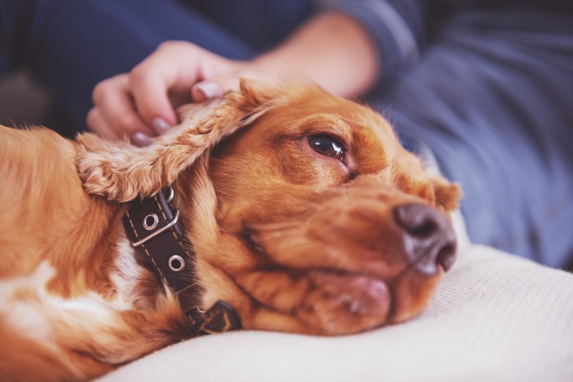 Psy doświadczające lęków mogą być trudniejsze w tresurze /123RF/PICSEL