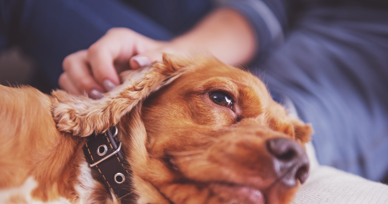 Psy doświadczające lęków mogą być trudniejsze w tresurze /123RF/PICSEL