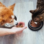 Psy i koty jedzą coraz droższą karmę. "Nie każdego będzie stać na zwierzę"