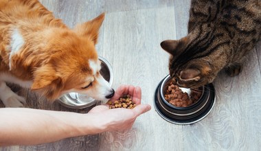 Psy i koty jedzą coraz droższą karmę. "Nie każdego będzie stać na zwierzę"