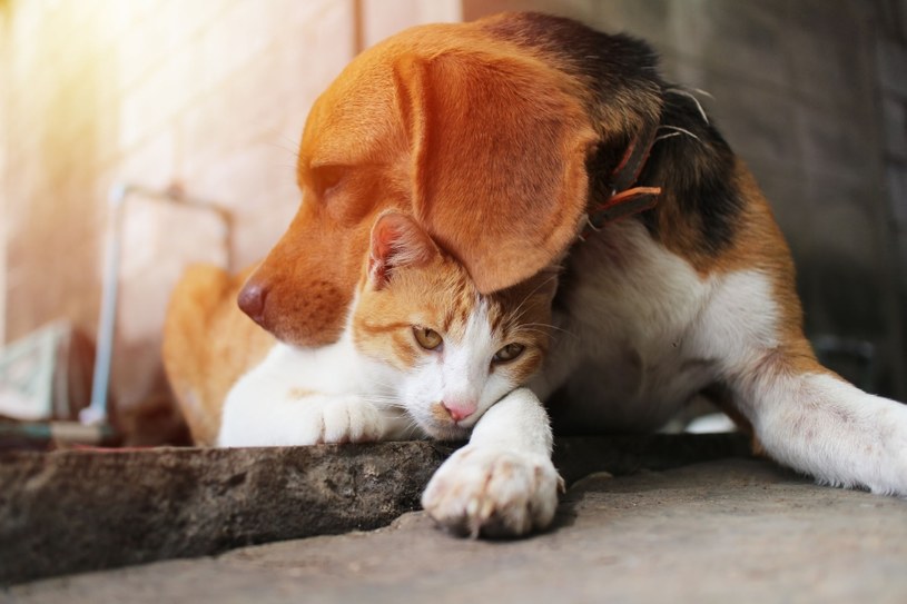 Psy i koty mogą przenosić groźne choroby /123RF/PICSEL