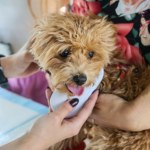 Psy i koty pod kontrolą. Rząd przyjął ustawę o rejestrze zwierząt