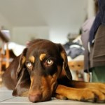 Psy i koty też się nudzą. Sprawdź, co dzieje się w głowie twojego pupila